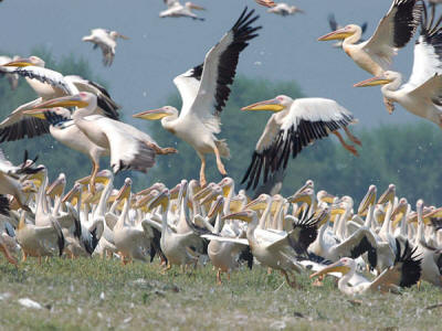 Bulgarian wildlife